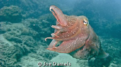 Cuttlefish by Joe Daniels 